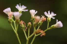 Image result for Bothriocline inyangana