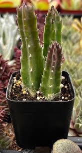 Image result for Stapelia gigantea
