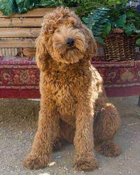 Rescue Me Brinkley A Young Poodle Golden Mix In Tx She Was Born To A Breeder With Vision And Hearing Problems And A Goldendoodle Poodle Dog Hearing Problems