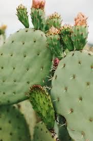 Check out our prickly pear cactus selection for the very best in unique or custom, handmade pieces from our succulents shops. Apple Cider Vinegar Shampoo 12 0 Oz Cactus Plants Prickly Pear Cactus