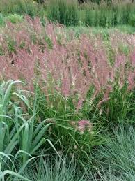 'karley rose' is reportedly winter hardy to usda zone 5a, which encompasses the entire st. Pennisetum Orientale Karley Rose Fountain Grass Fountain Grass Grasses Garden Ornamental Grasses