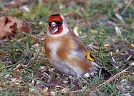 Identifier Les Oiseaux Des Jardins Et Des Villes D Europe En Hiver Ornithomedia Com