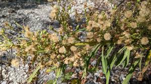 Image result for Erigeron sumatrensis