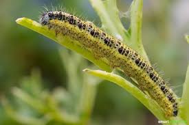 Statt Insektizid Diese Pflanzen Helfen Einander Gegen Schadlinge Pflanzen Schadlinge Im Garten Garten Bepflanzen