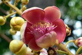 Image result for Sladeniaceae