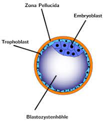 Nidation Wikipedia