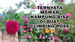 Pagi ni, saya nak kongsikan gambar bunga ros saya. Nasihat Mengenai Apa Yang Perlu Diperhatikan Semasa Anda Membeli Rose Bush Taman Hiasan