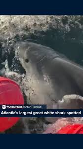 Sharknado on East Coast: Record-Breaking Great White's Atlantic Tour Stuns Scientists—Is Cape Cod Next?
