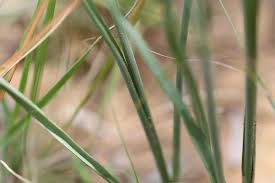 Image result for Chlorophytum fasciculatum