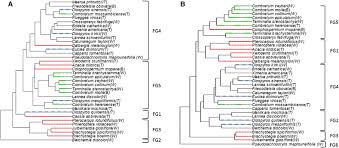 Image result for Maerua prittwitzii