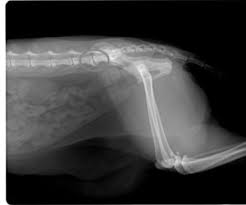 Symptome Einer Spondylose Bei Hunden Und Katzen