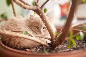 Dig out the soil around and under the root first, then cut with a root saw or loppers. Photos Of Poisonous Plants And Flowers For Cats