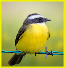 Yellow Birds Seen In North America Social Flycatcher In 2020 Flycatcher Yellow Bird Bird Species