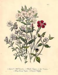 Soapwort Wild Carnation Hand Colored Botanical Jane Loudon 1846 Antique Botanical Print Botanical Illustration Botanical Prints