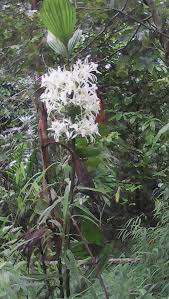 Image result for Corymborkis corymbis