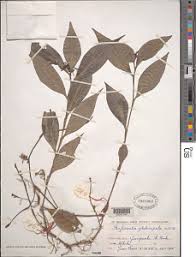 Image result for Stanfieldiella