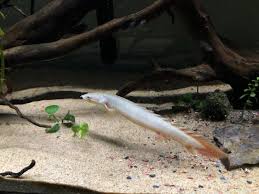 Senegal Bichir Has Red Fins Monsterfishkeepers Com