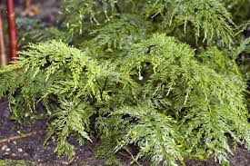 Image result for Asplenium lambinonii