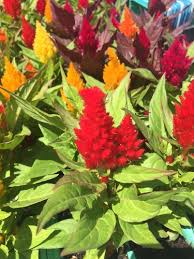 Image result for Celosia elegantissima