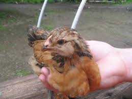 The black ameraucana at cackle hatchery® are bred to produce the bluest egg shells possible…the natural light pastel blue color. Ameraucana Pullet Or Cockerel Backyard Chickens Learn How To Raise Chickens
