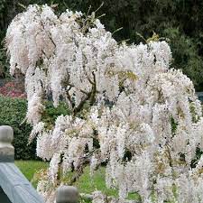Wisteria White National Plant Network Wisteria Plant White Wisteria Wisteria Tree