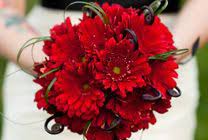 It'll make a bold declaration of your love! Weddings Events We Do Them All Gerbera Bridal Bouquet Red Wedding Flowers Red Bouquet