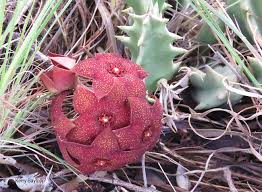 Image result for Orbea melanantha
