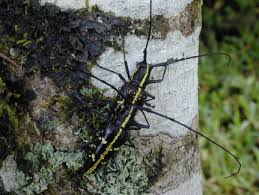 Image result for Erythrocephalum decipiens