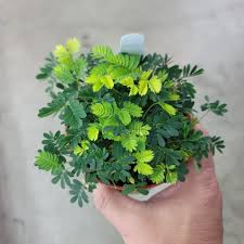 Image result for Mimosa pudica