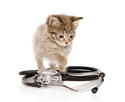 What are the signs and symptoms of liver cancer? Cats Liver Pancreas Kidney Urinary Problems