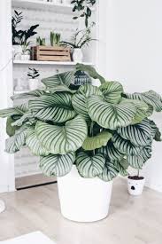 Calathea Die Schonheit Aus Dem Urwald Indoor Pflanzen Dekor Wohnzimmer Pflanzen Zimmerpflanzen Ideen