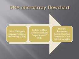 activity dna microarray flow chart and predictions mrs