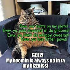 Teh Human Is So Critical Of Kitteh Funny Cat Memes Husky Funny Cat Memes