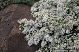 Image result for Xyris asterotricha