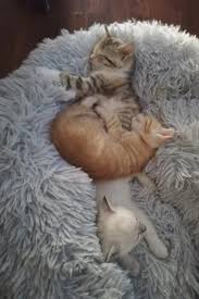 Katzen Kuscheln Sich Gerne Aneinander In 2020 Katzen Bett Katzen Kuscheln
