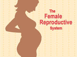 Main parts of human body on female figure vector. Female Reproductive System For Teens Nemours Kidshealth