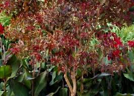 Image result for Euphorbia cotinifolia
