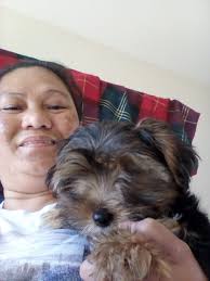 This dog, wearing a metal collar, was spotted near the Court early this  morning and around 9 am at Royal Plaza Mall. If yours please go check it  out. Thanx for sharing! #