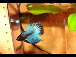 But, these death sports are extremely deadly. Growth Of My Male Veiltail Betta Sold As Baby Female Betta Youtube