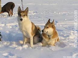 Image result for západosibiřská lajka