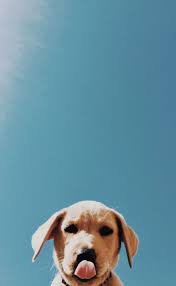 Puppy Instagram Ideas In 2020 Puppy Ogen Luipaard Print Achtergrond Hond Wallpaper