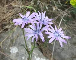 Image result for Lactuca paradoxa