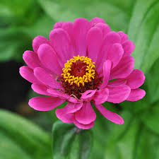 They can be tricky to germinate needing a period of cold to break their. Half Hardy Annuals To Sow This Spring The English Garden