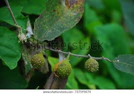 Image result for Streblus