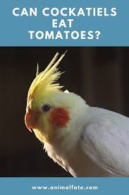 A tomato cage is useful for providing support and protection for shorter determinate tomato varieties. Can Cockatiels Eat Tomatoes Beware Of The Green Tops Animalfate