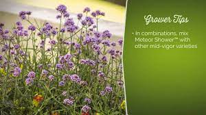 It's also a bit shorter, so it works just as well as a thriller in containers as it does massed in garden beds. Meteor Shower Verbena Bonariensis Proven Winners