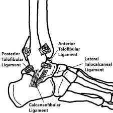 Structure Of Anterior Talofibular Ligament Semantic Scholar