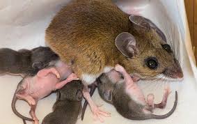 Select from multiple packages for residential and commercial pest control services. Blog Here S Why Rodents Are Such A Problem In Las Vegas Valley Homes