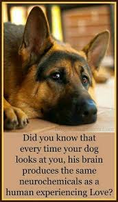 The German Shepherd Shepherd Puppies German Shepherd Dogs Dogs