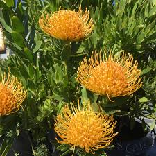 Image result for Lycium pilifolium